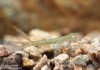Šidélko malé (Vážky), Ischnura pumilio, Zygoptera (Odonata)